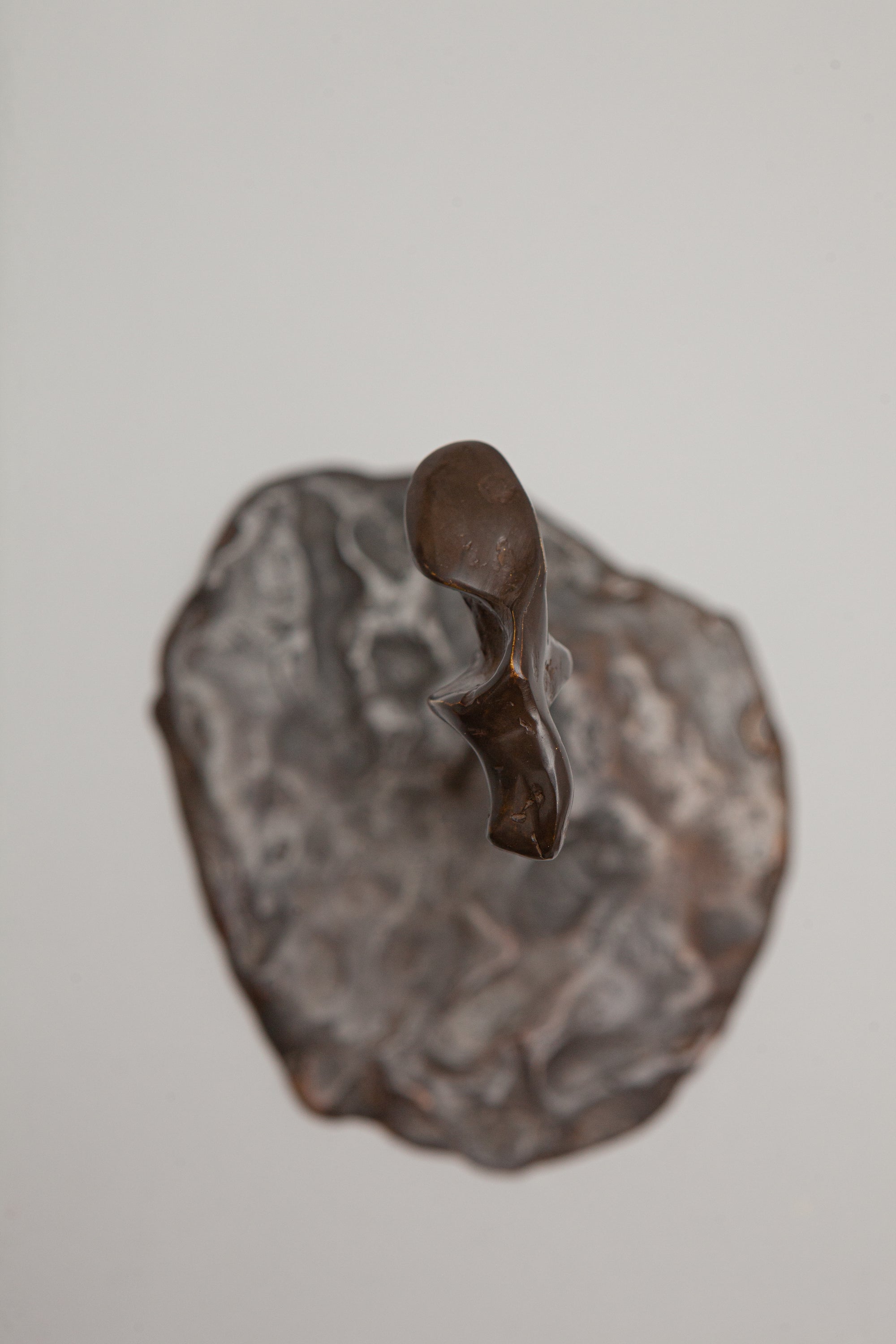 THE OSTREOIDEA COASTER [SET]