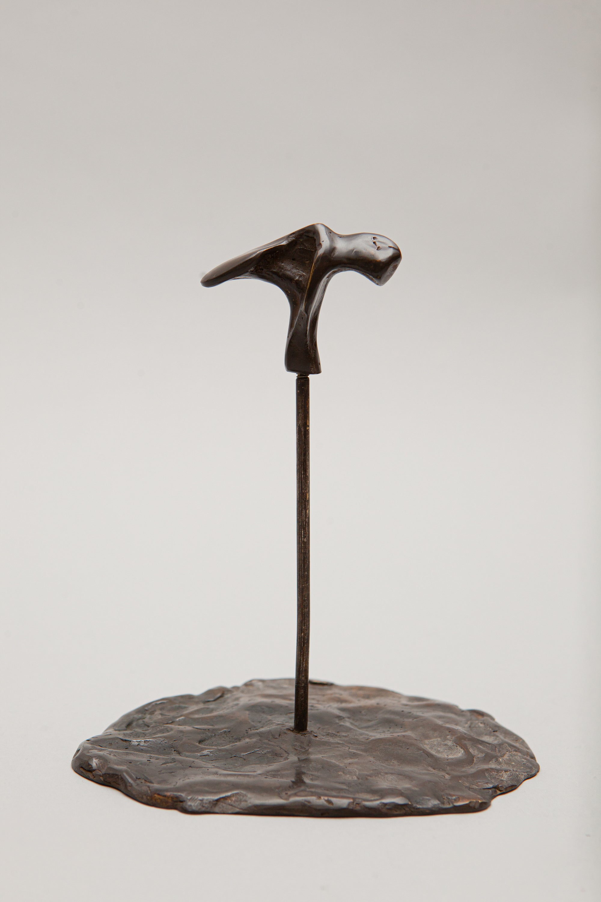 THE OSTREOIDEA COASTER [SET]