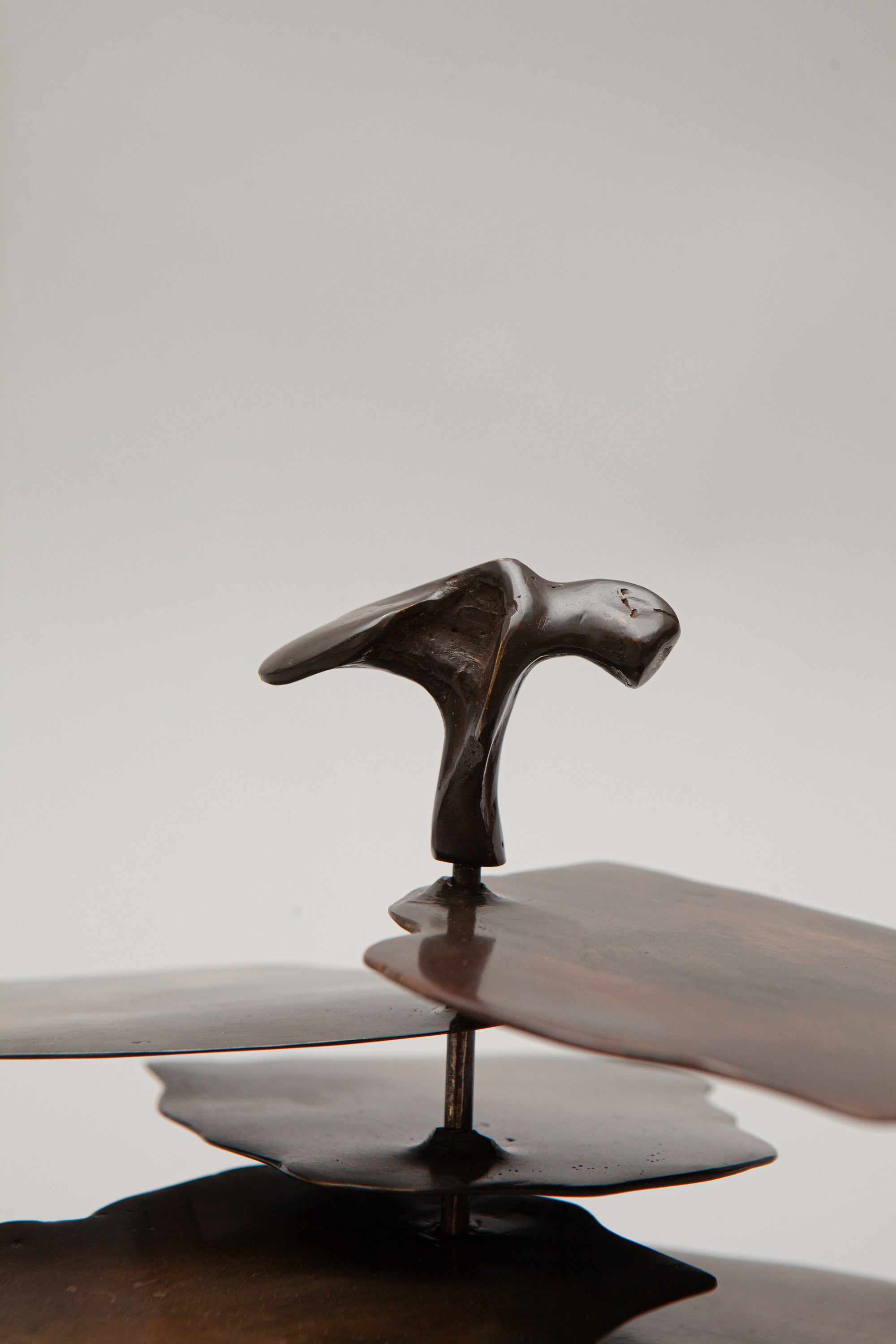 THE OSTREOIDEA COASTER [SET]